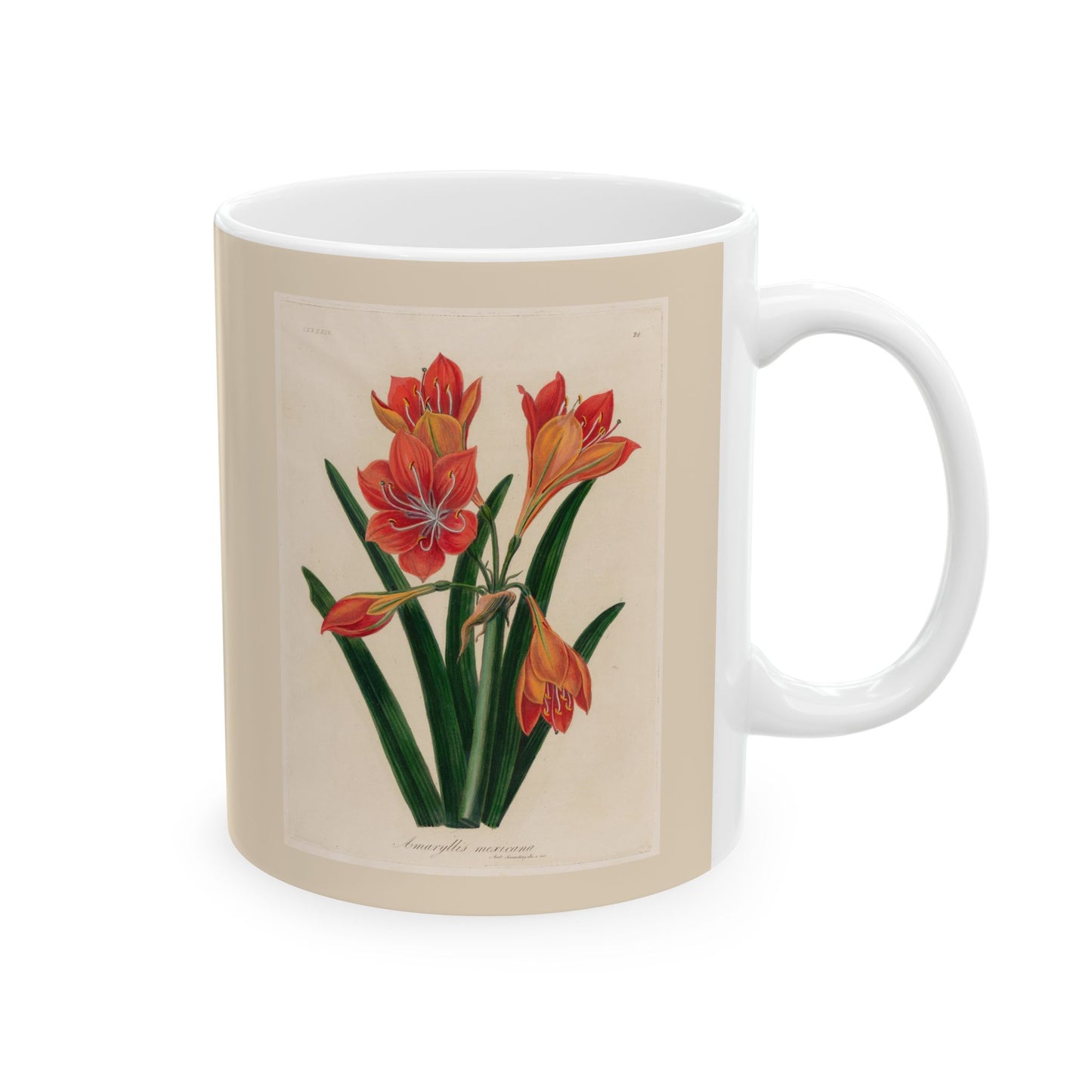 Floral Ceramic Mug | Amaryllis mexicana