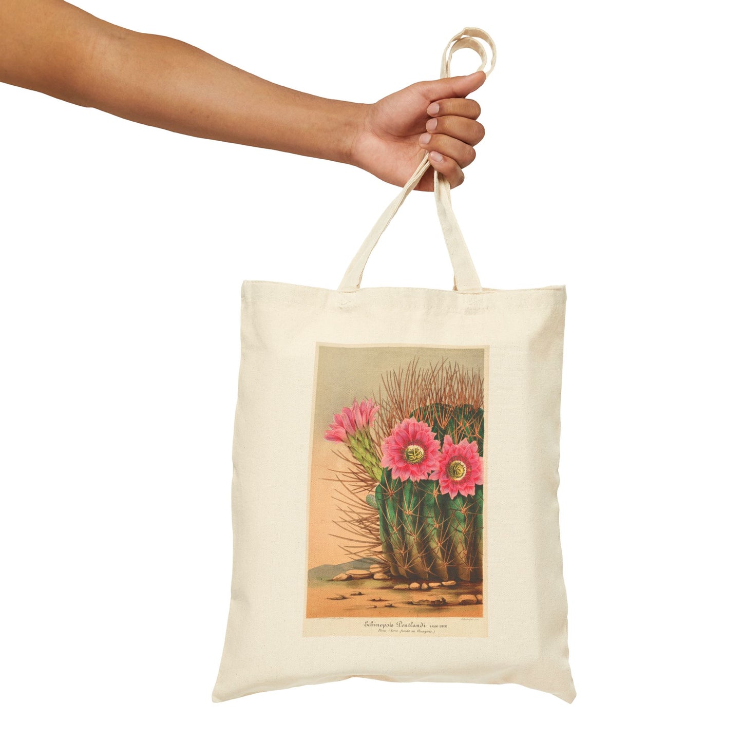 Botanical Tote Bag | Echinopsis Pentlandi