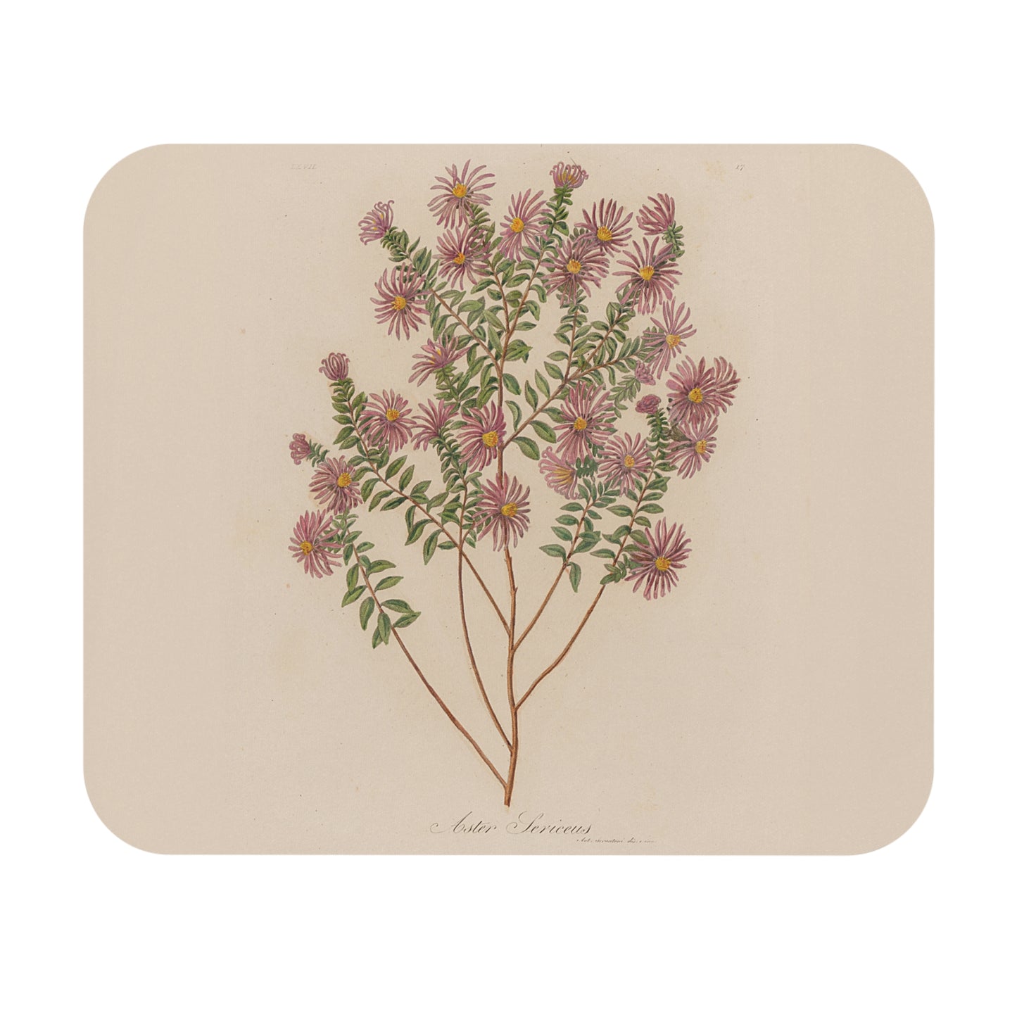 Botanical Print Mouse Pad | Aster Sericeus