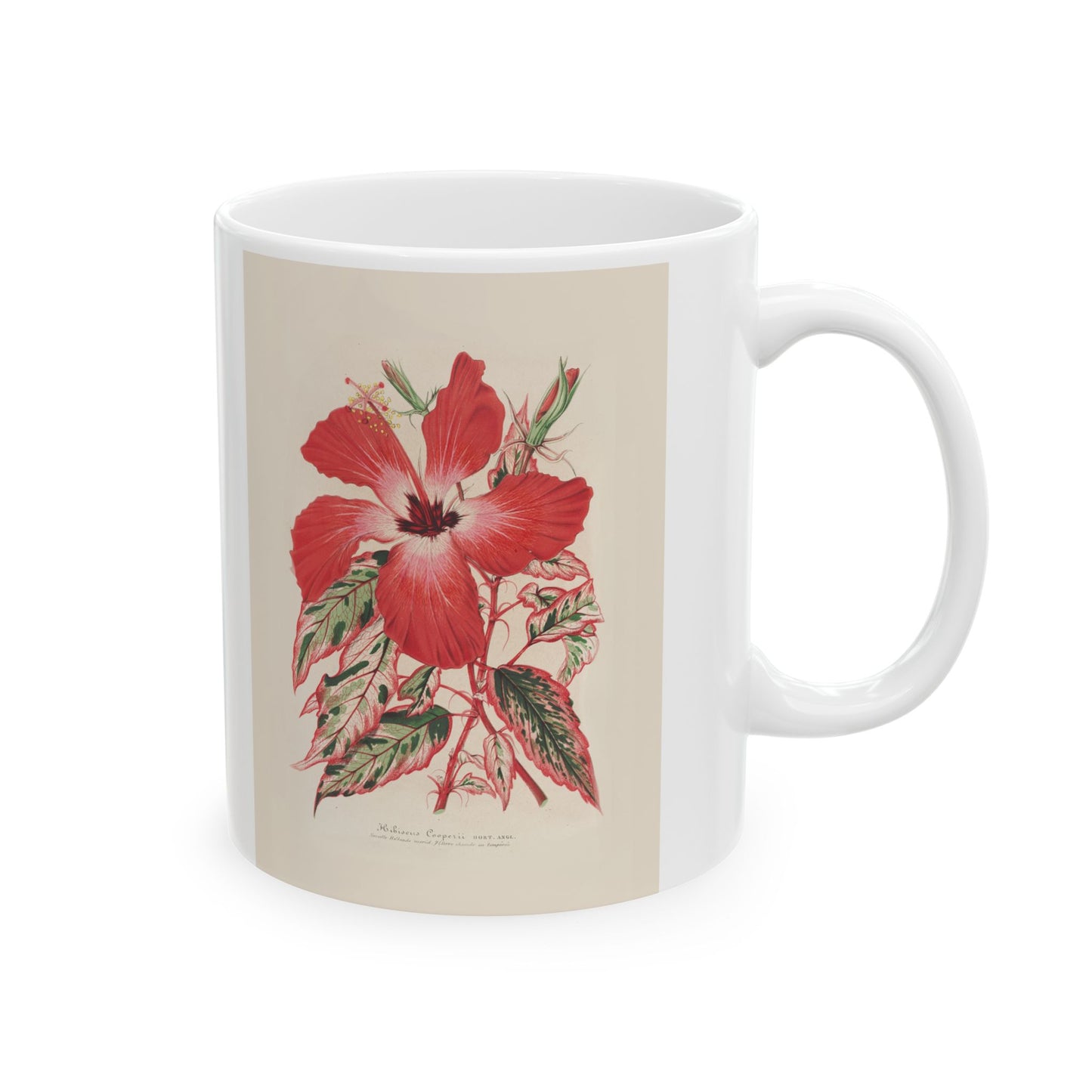 Floral Ceramic Mug | Hibiscus Cooperi